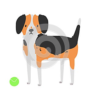Vector dog breed beagle. The illustration is isolated on a white background.