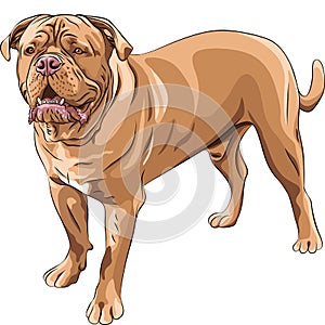 vector Dog breed French Mastiff