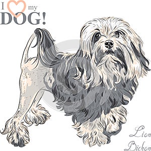 Vector dog breed Lowchen