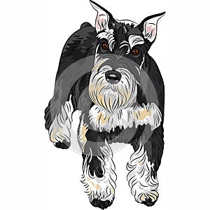 Vector dog breed Miniature Schnauzer black and sil