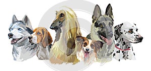 Vector dog breeds