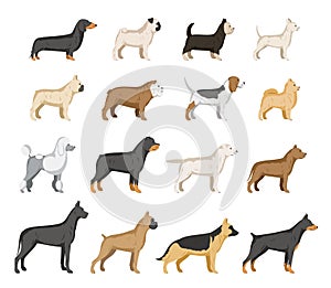 Vector dog breeds collection isolated on white