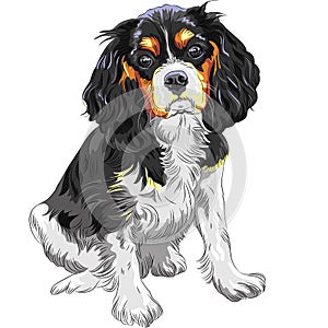 Vector dog Cavalier King Charles Spaniel photo