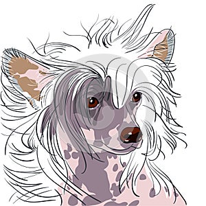 Vector Dog Chinese Crested breed