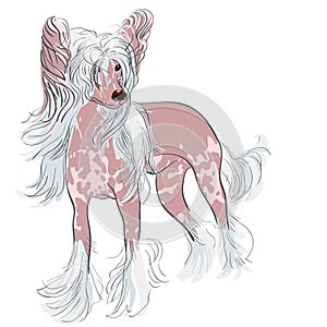 Vector Dog Chinese Crested breed