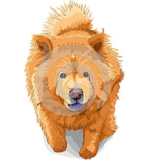 vector Dog chow-chow breed