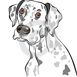 vector Dog Dalmatian breed