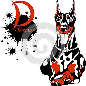 Vector dog Doberman Pinscher breed