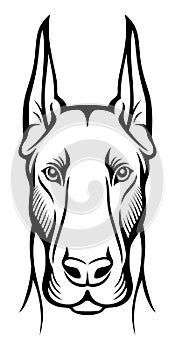 Vector dog. Dobermanns head.