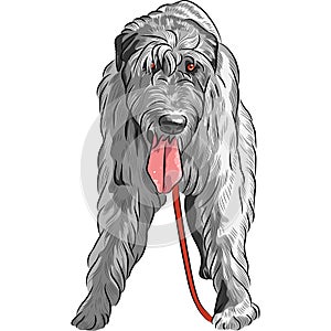 Vector dog Irish Wolfhound breed