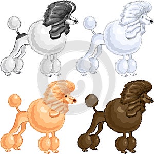 vector Dog Poodle breed of different colors