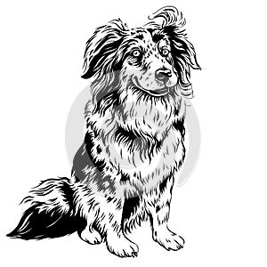 vector dog Red Australian Shepherd breed