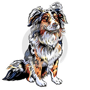 vector dog Red Australian Shepherd breed