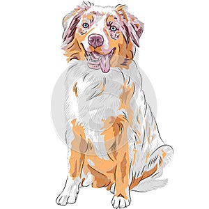 Vector dog Red Australian Shepherd breed