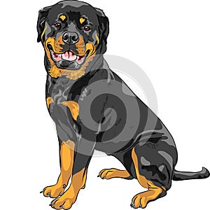 Vector dog Rottweiler breed