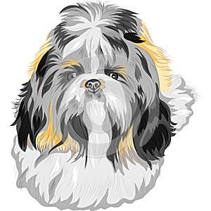 vector Dog Shih Tzu breed