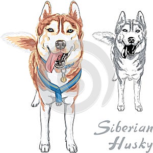 Vector dog Siberian Husky breed