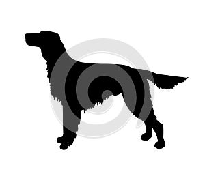 Vector dog silhouette, irish setter