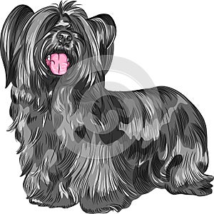 Vector dog Skye Terrier breed