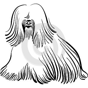 Vector Dog Tibetan Terrier breed