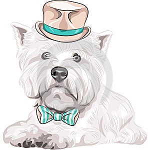 Vector dog West Highland White Terrier breed in ha