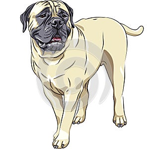 vector Domestic dog breed Bullmastiff sta