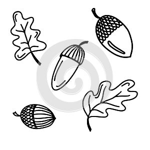 Vector doodle autumn set with acorns and oak leaves isolated on white background. Cute illustration for seasonal design