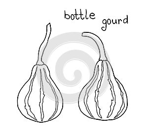 Vector doodle drawing of lagendaria ordinary, calabash, bottle gourd, lagendaria snakelike, indian cucumber, pumpkin, squash,