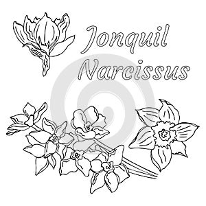 Vector doodle jonquil with name in Latin