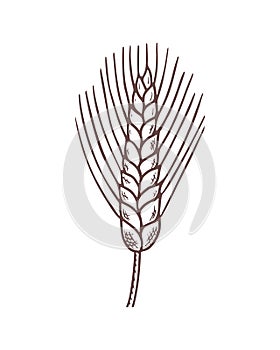 Doodle single spikelet of wheat