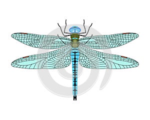 Vector dragonfly icon in flat style isolated on white background