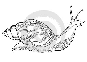 Vector drawing of Achatina snail or African giant land snail in the conical shell in black isolated on white background.