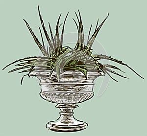 Vector drawing of agave cactus in decorative vase