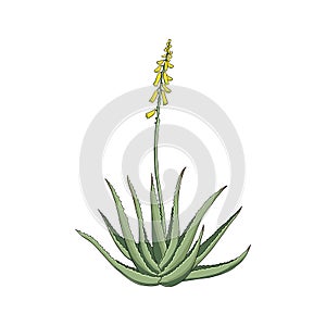 Vector drawing aloe vera plant