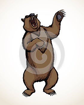 Vector drawing. An angry bear stands and growls