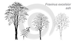 Vector drawing of ash (Fraxinus excelsior) photo