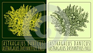 Vector drawing ASTRAGALUS DANICUS. Hand drawn illustration. The Latin name is ASTRAGALUS DASYANTHUS PALL