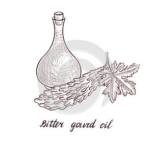 Vector drawing bitter gourd oil