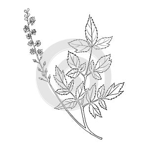 Vector drawing black cohosh flower