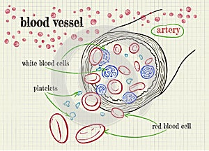 Vector drawing of a blood vessel