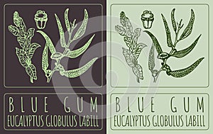 Vector drawing BLUE GUM. Hand drawn illustration. The Latin name is EUCALYPTUS GLOBULUS LABILL photo