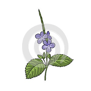 Vector drawing blue snakeweed
