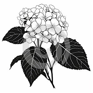 Hydrangea Silhouette Vector: Black And White Botanical Drawing photo