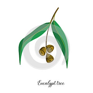 Vector drawing branch of eucalypt tree