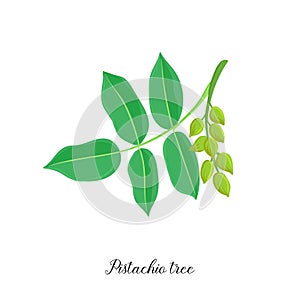 Vector drawing branch of pistachio tree