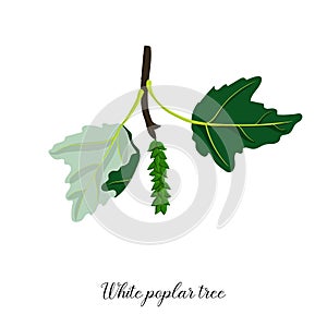 Vector drawing branch of white poplar tree
