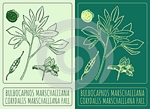 Vector drawing BULBOCAPNOS MARSCHALLIANA. The Latin name is CORYDALIS MARSCHALLIANA PALL.