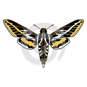 vector drawing butterfly