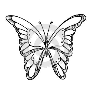 Vector drawing of Butterfly. Hand drawn linear illustration of flying insect in black and white colors. Vintage outline