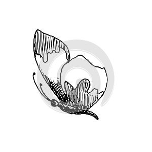 Vector drawing of Butterfly. Hand drawn linear illustration of flying insect in black and white colors. Vintage outline